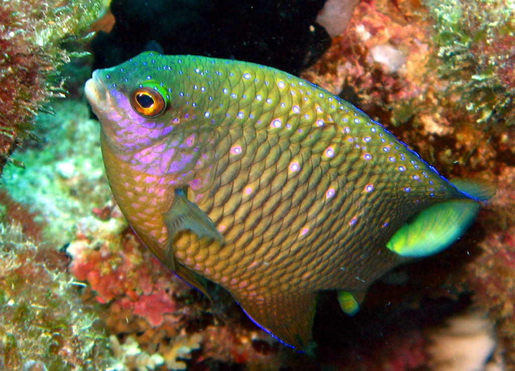 Plectroglyphidodon lacrymatus (Damigella gioiello)